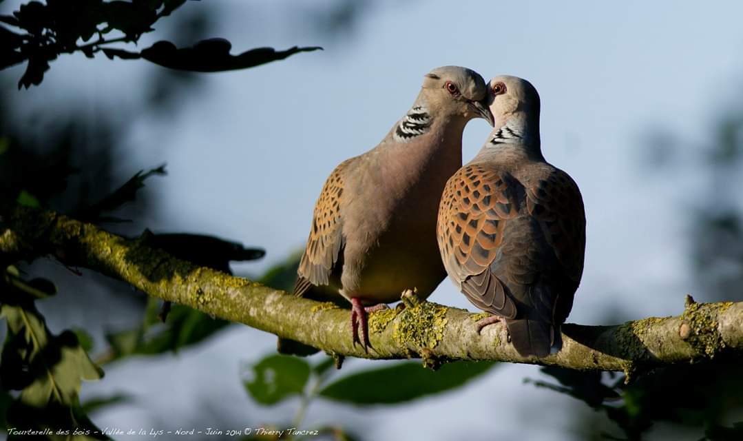 Les oiseaux de la campagne des Weppes